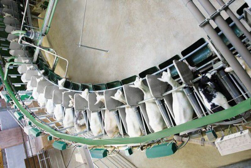 Доильные залы для коз (Германия)