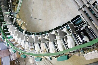 Доильные залы для коз (Германия)