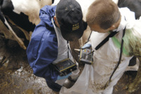 Узи сканер крс