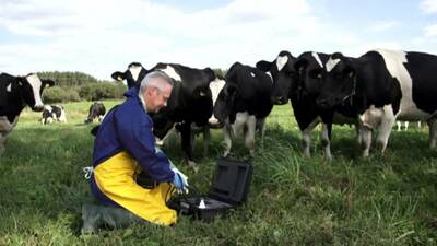 Узи сканер крс