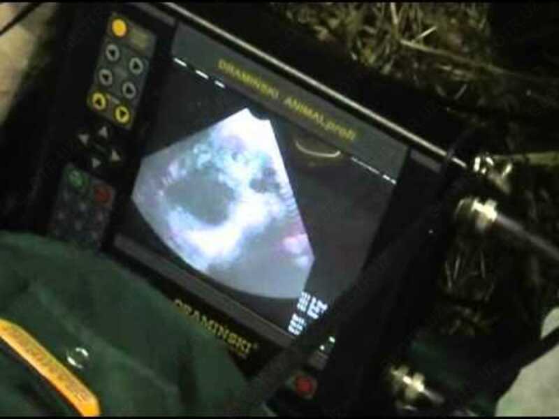 50 000 so'm Узи сканер крс