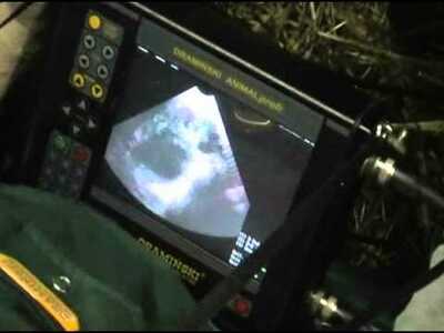 Узи сканер крс