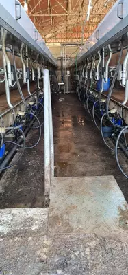 Доильный зал 100% Европа Б/У - 2 382 476 000 сум / комплект