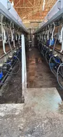 Доильный зал 100% Европа Б/У - 2 392 646 000 сум