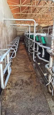 2 382 476 000 сум / комплект Доильный зал 100% Европа Б/У