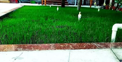 Ландшафтный дизайн