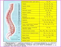 от 300 000 сум Мануальная терапия при лечении бесплодия