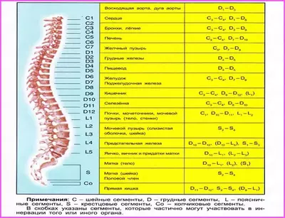 от 300 000 сум Мануальная терапия при лечении бесплодия