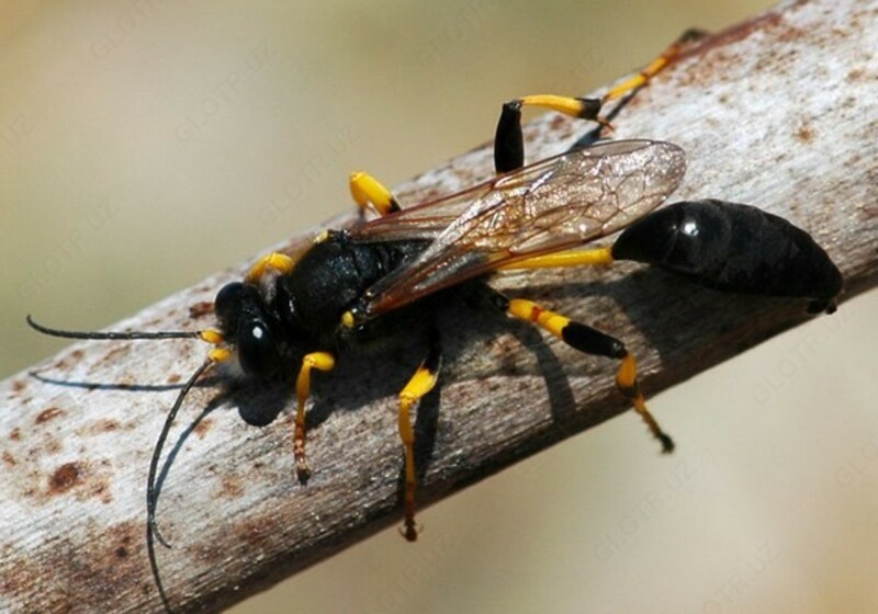   Дезинсекция – комплексная обработки против летающих и ползающих насекомых (кроме тараканов и клопов)