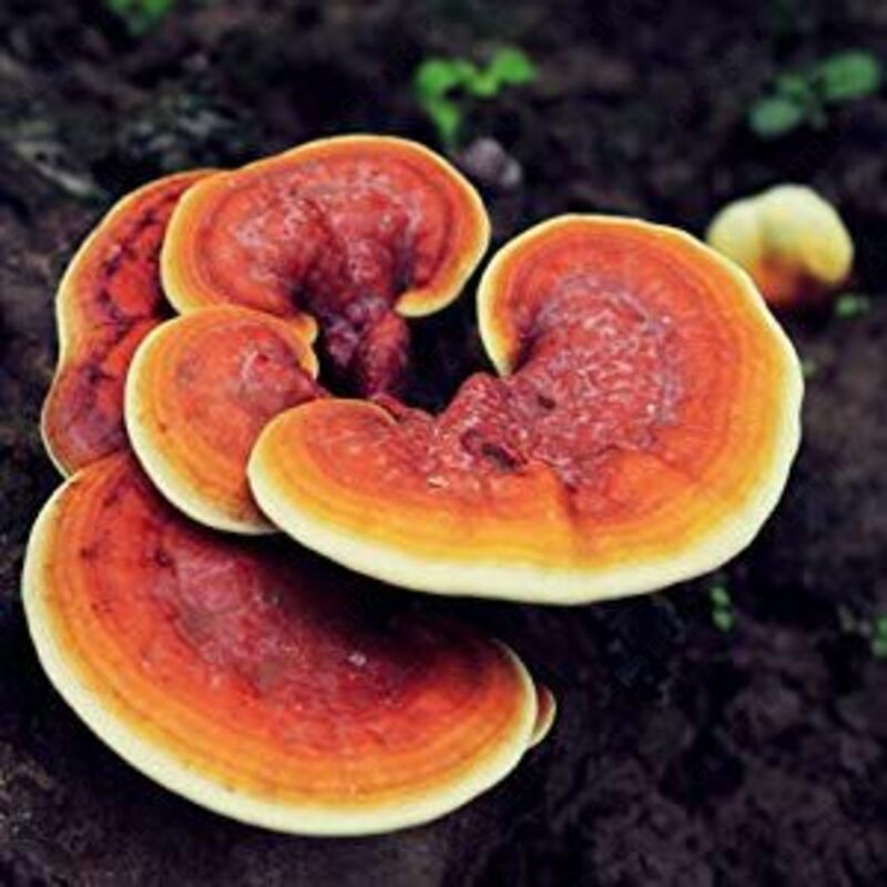  Reishi SE уменьшает бактериальные инфекции на 100 капсул Secom - 