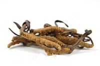 Cordyceps Cordyceps sinensis tabiiy tonik - 747 000 so'm