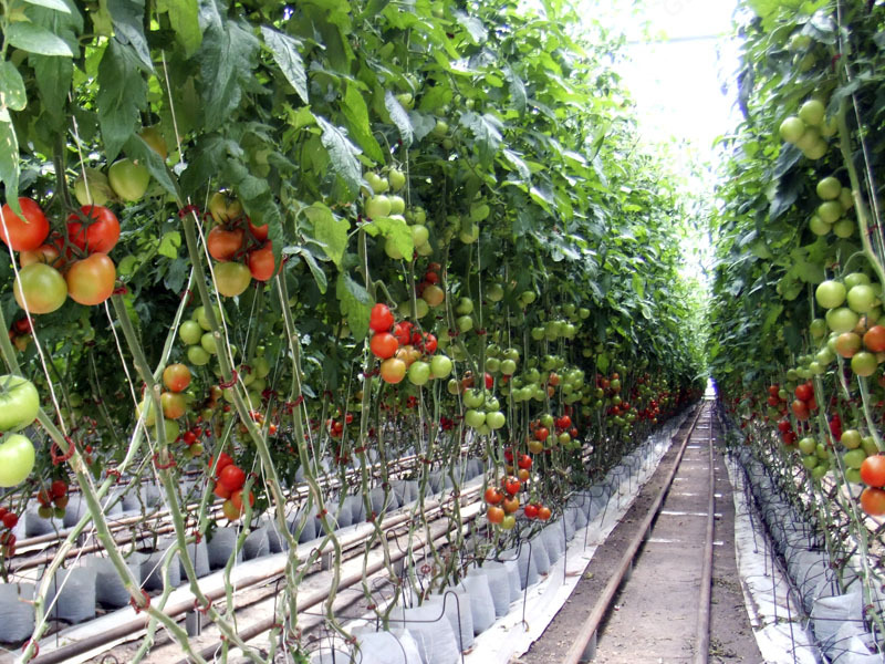 Теплицы (производство Испания)