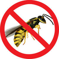 Уничтожение (дезинсекция) пчел и ос