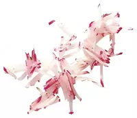   Комплект дисков для куттера СL50 (7 шт.) Robot Coupe EXPERT  нерж. сталь  покр. Mineral+ (Франция)