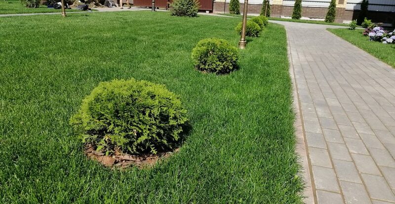 Посадка растений и озеленение