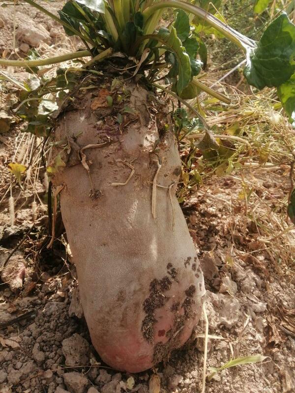  Ozuqa kok Ulgurji savdo