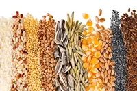 калибровке и подготовке посевного материала