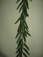 Искусственные цветы Оптом и розница