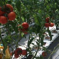  Строительство теплиц под ключ по Южно Корейским технологиям - 