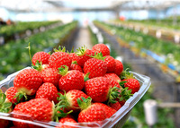   Строительство теплиц под ключ по Южно Корейским технологиям