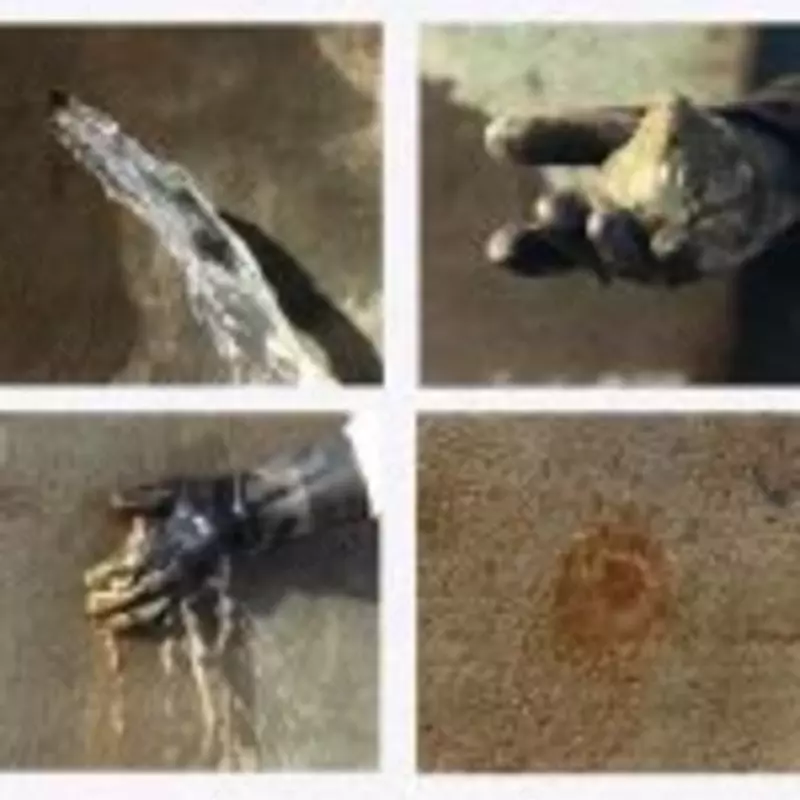 Proquick Ruso qochqinni yo'q qilish eritmasi - по запросу