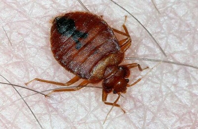 Уничтожение  Клопов