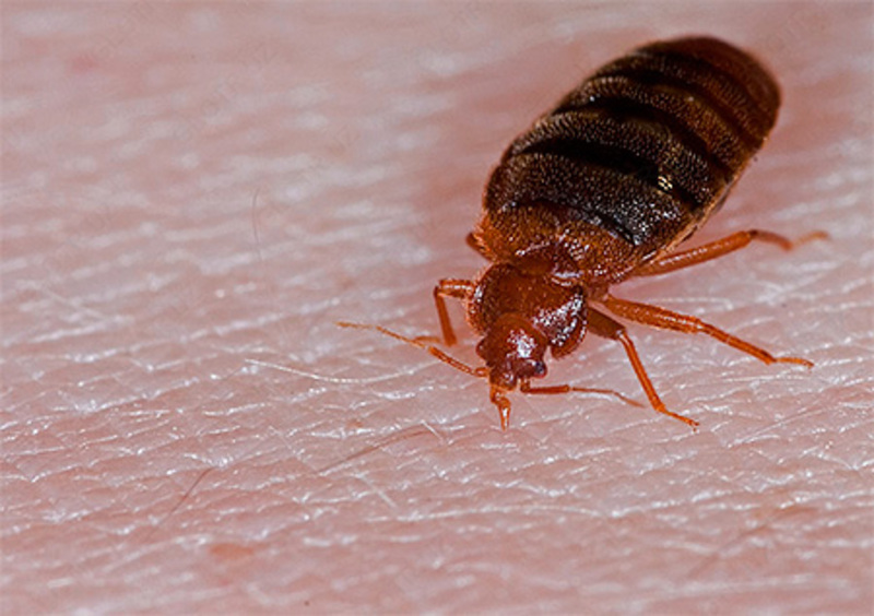  Уничтожение  Клопов Только в розницу