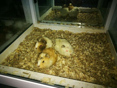 Морские свинки. - от 119 123.8 сум / шт.