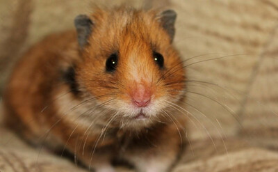 от 119 123.8 сум / шт. Хомячки