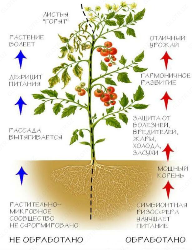  Биодукс (Biodux)  регулятор роста растений 10 мл Норма расхода 1-5 мл/га - 