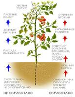  Биодукс (Biodux)  регулятор роста растений 10 мл Норма расхода 1-5 мл/га - 