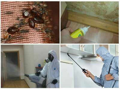 Дезинсекции 4 комнатной квартиры от клопов - 1 500 000 сум