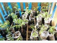 Чандлер (саженцы)