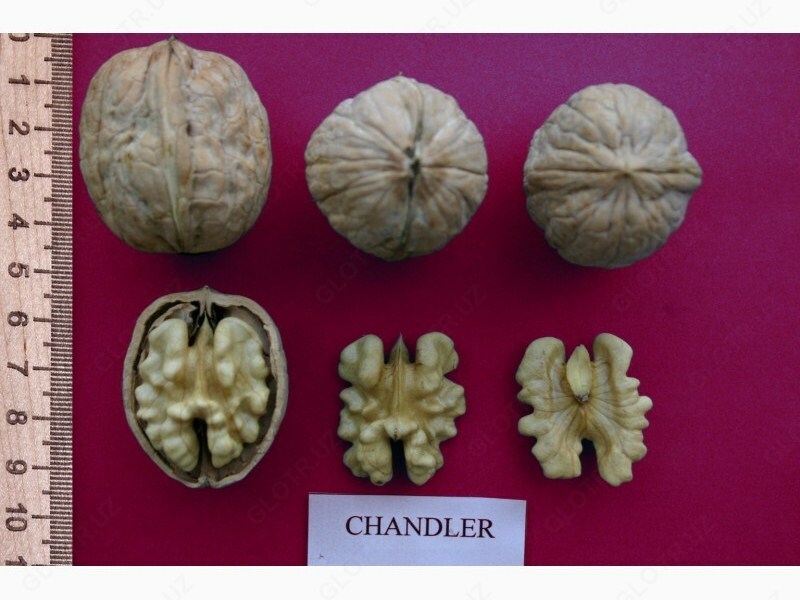  Чандлер (саженцы) - 