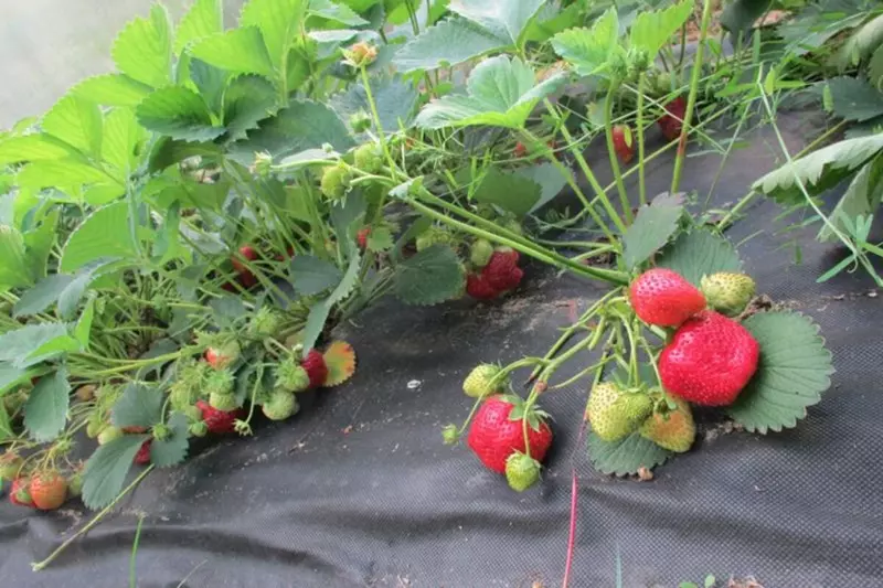 СПАНБОНД (УКРЫВНОЙ МАТЕРИАЛ) для ЦВЕТНИКА (МУЛЬЧА)