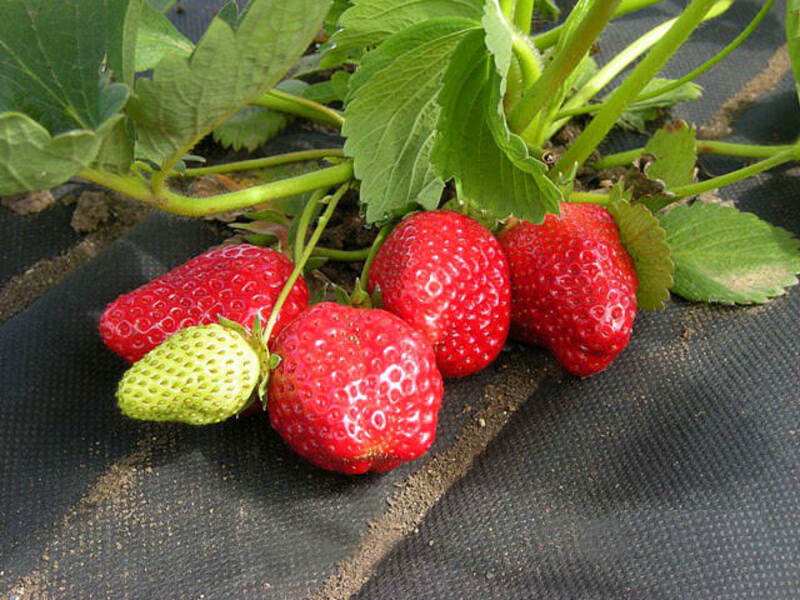 ОптовыЕ Цены!!! ГЕОТЕКСТИЛЬ