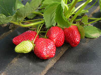 ОптовыЕ Цены!!! ГЕОТЕКСТИЛЬ