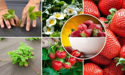 Геомембрана   - 7 000 so'm / kv.m