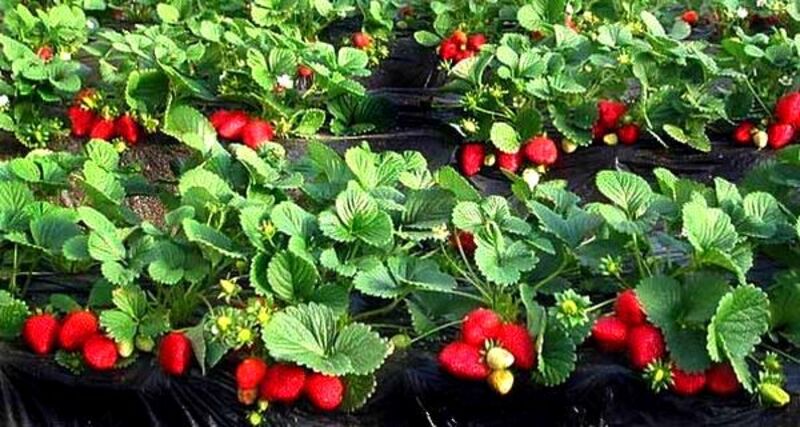 Геомембрана