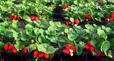 Геомембрана