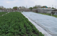 УКРЫВНОЙ МАТЕРИАЛ ОТ СОЛНЕЧНЫХ ЛУЧЕЙ И ЗАМОРОЗКОВ ДЛЯ РАСТЕНИЙ