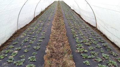 3м) Оптовые Цены!!!