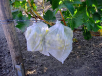 Агроволокно (СпанбонД) 42