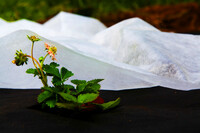 Укрывной матерал от солнечных лучей и заморозков для растений