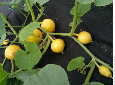 СПАНБОНД (УКРЫВНОЙ МАТЕРИАЛ) для ЦВЕТНИКА (МУЛЬЧА)