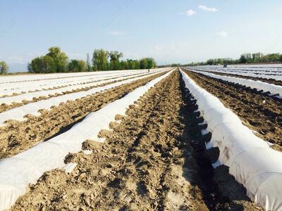 Agrofibre (Spunbond) 60