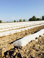 Агроволокно (СпанбонД) 60