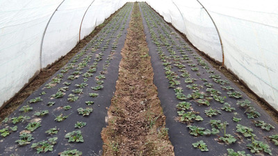 Agrofibre (Spunbond) 60