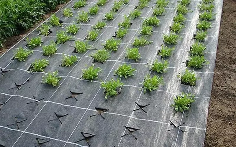   Tuproqni qoplaydigan materialni mulchalash Agrospan