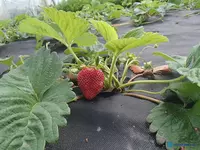 Мульчирующий почво-укрывной материал пр. Турция пл. 50 гр/м2